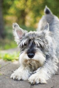 Pet Corner: Give Your Pet an Immunity Boost Image